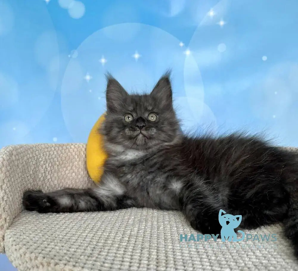 Pharaoh Maine Coon male black silver live animals