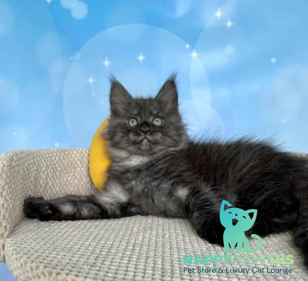 Pharaoh Maine Coon male black silver live animals
