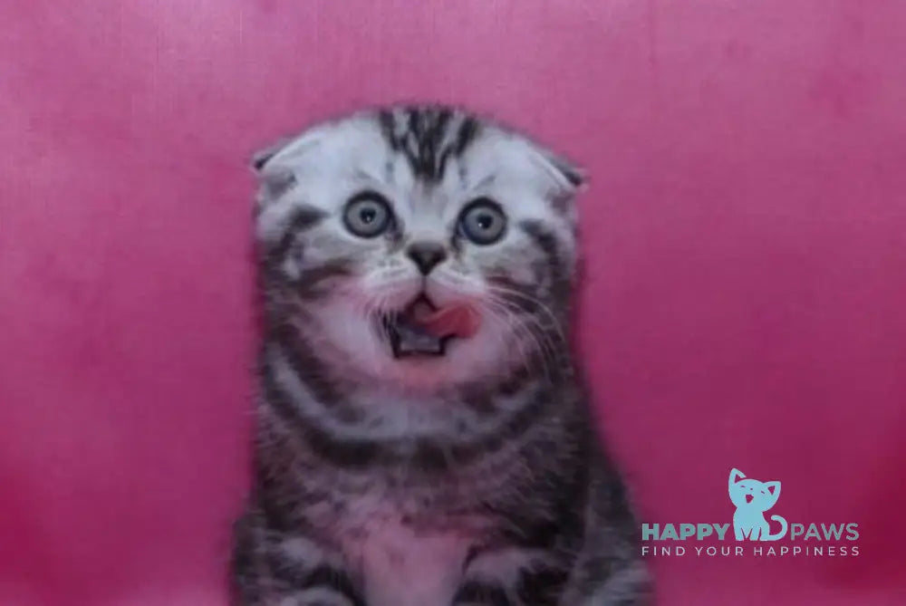 Phillip Scottish Fold male black silver tabby live animals