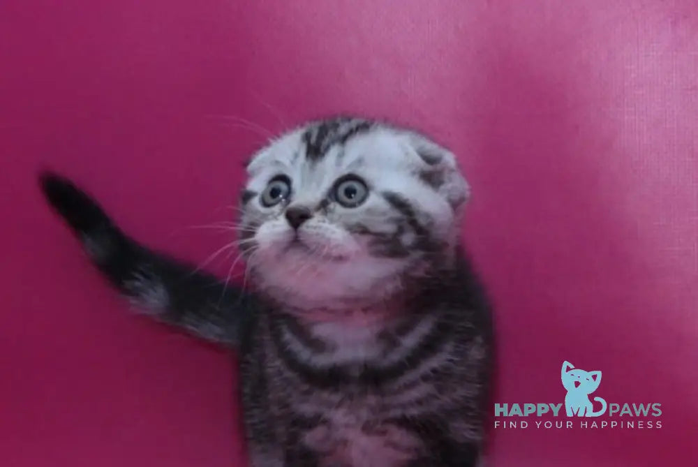 Phillip Scottish Fold male black silver tabby live animals