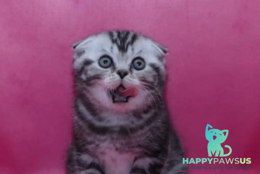 Phillip Scottish Fold male black silver tabby live animals