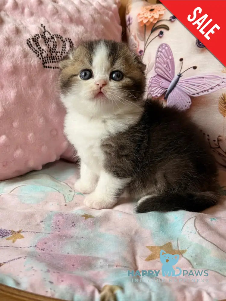 Phillip Scottish Fold male black ticked tabby bicolour - live animals