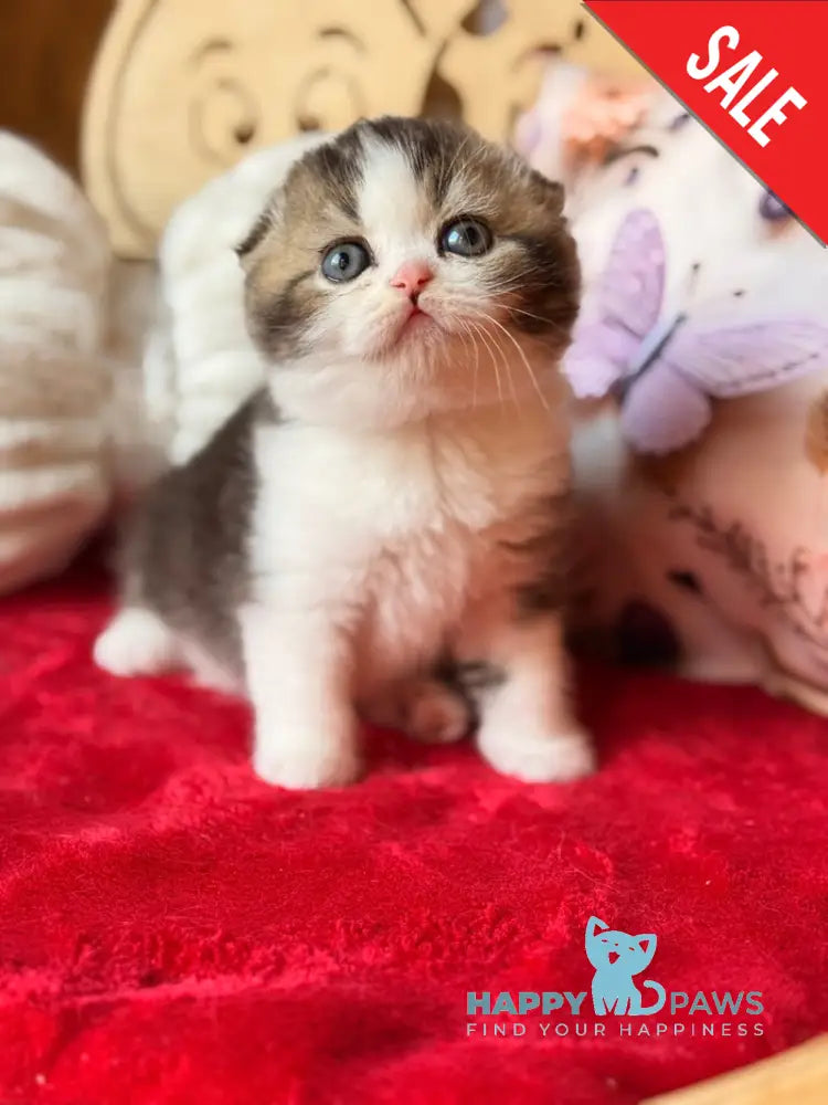 Phillip Scottish Fold male black ticked tabby bicolour - live animals