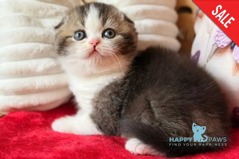 Phillip Scottish Fold male black ticked tabby bicolour - live animals
