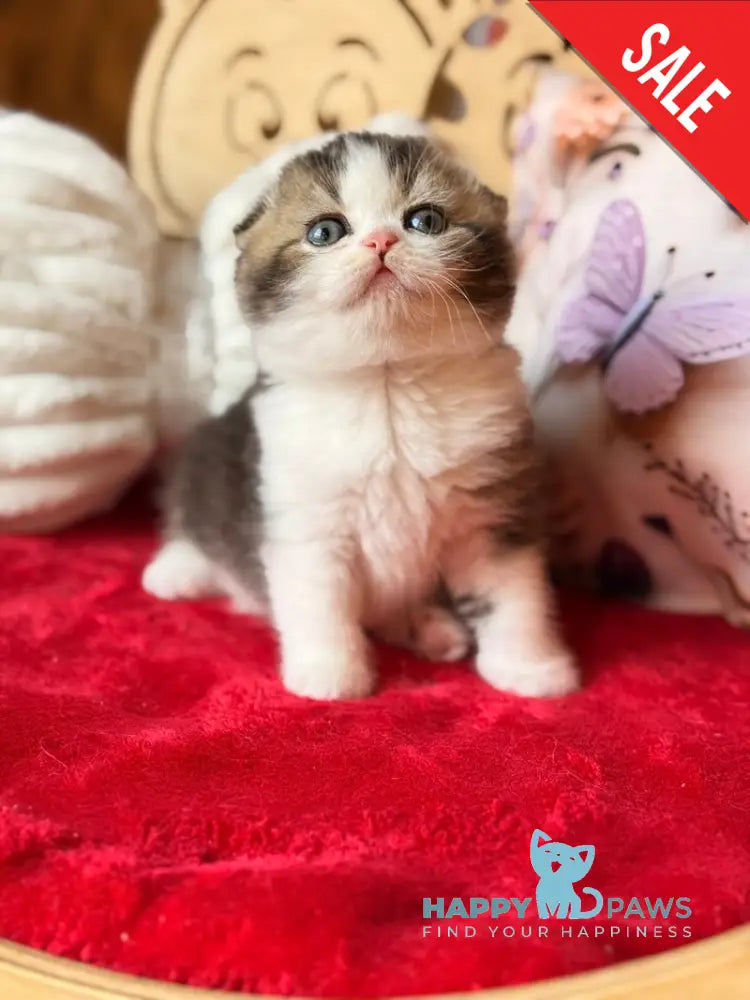 Phillip Scottish Fold male black ticked tabby bicolour - live animals