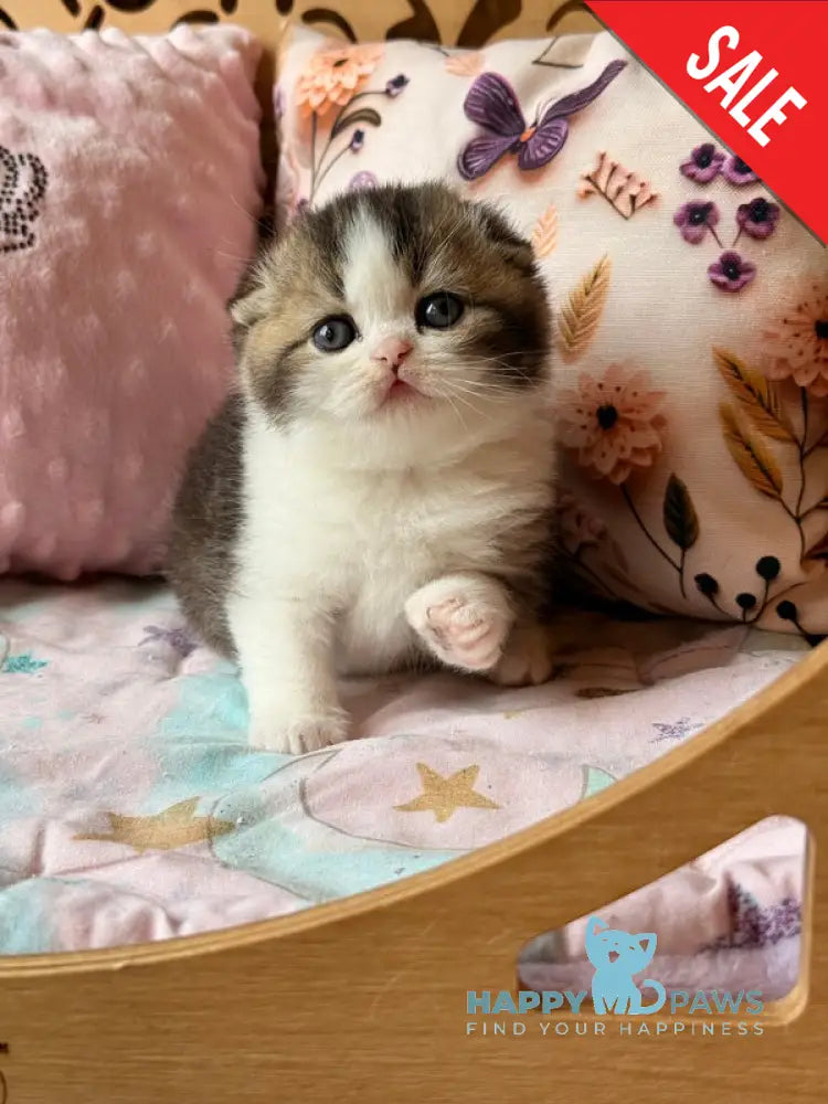 Phillip Scottish Fold male black ticked tabby bicolour - live animals