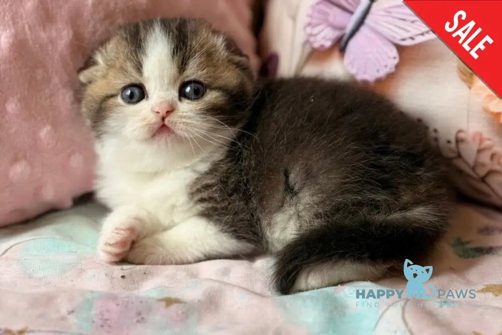 Phillip Scottish Fold male black ticked tabby bicolour - live animals