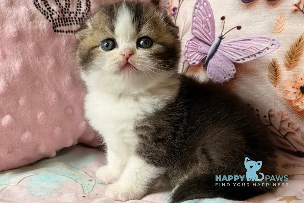 Phillip Scottish Fold male black ticked tabby bicolour - live animals