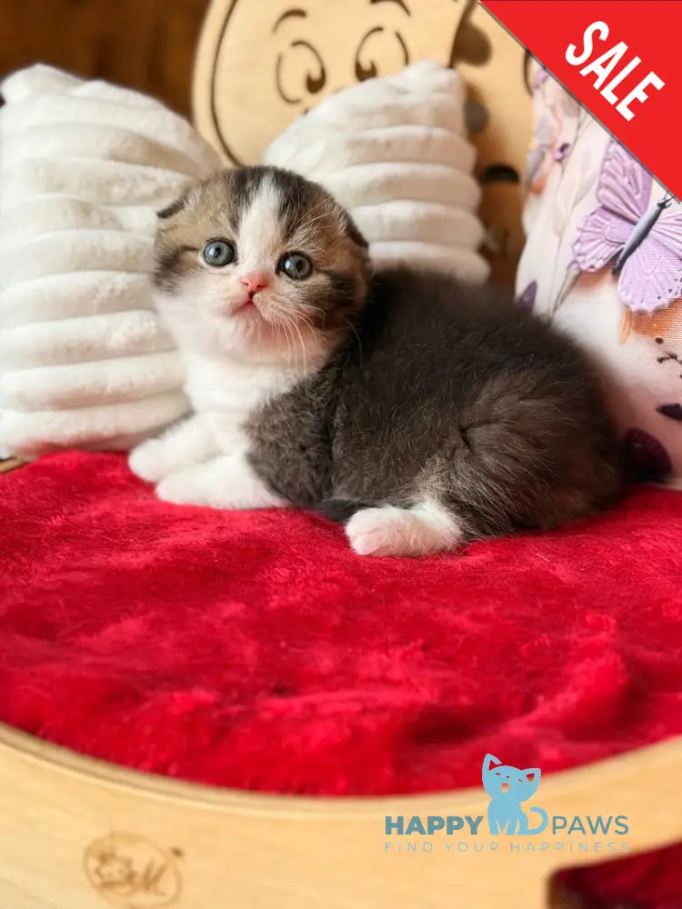 Phillip Scottish Fold male black ticked tabby bicolour - live animals