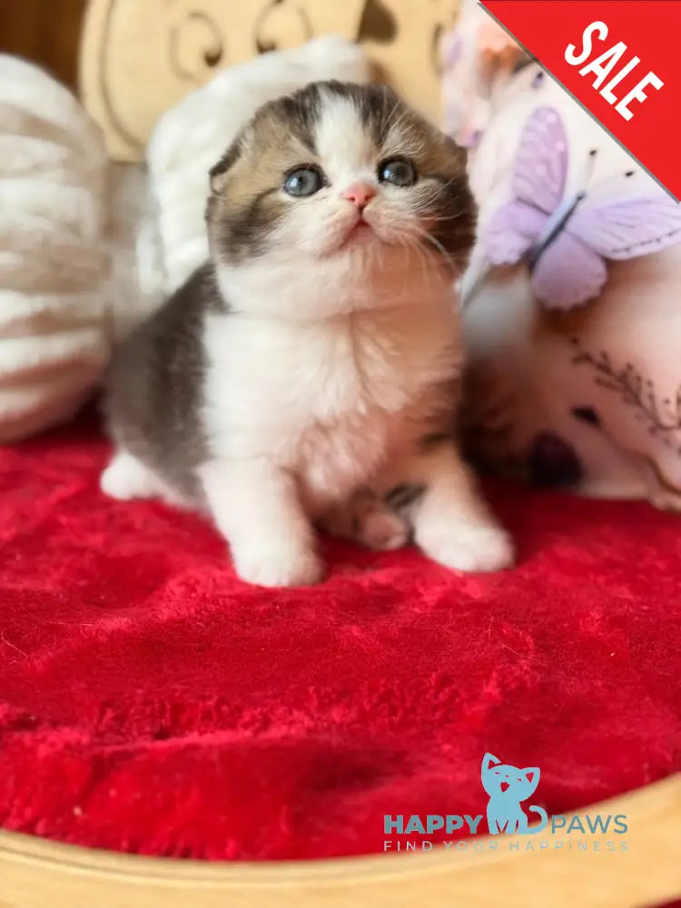 Phillip Scottish Fold male black ticked tabby bicolour - live animals