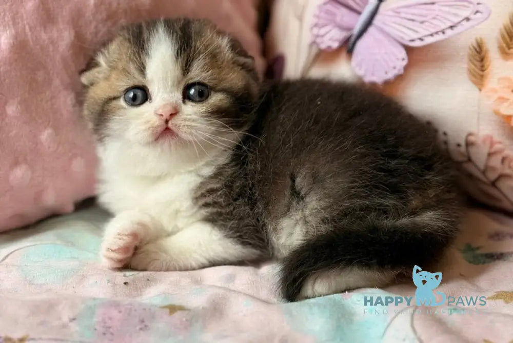 Phillip Scottish Fold male black ticked tabby bicolour - live animals