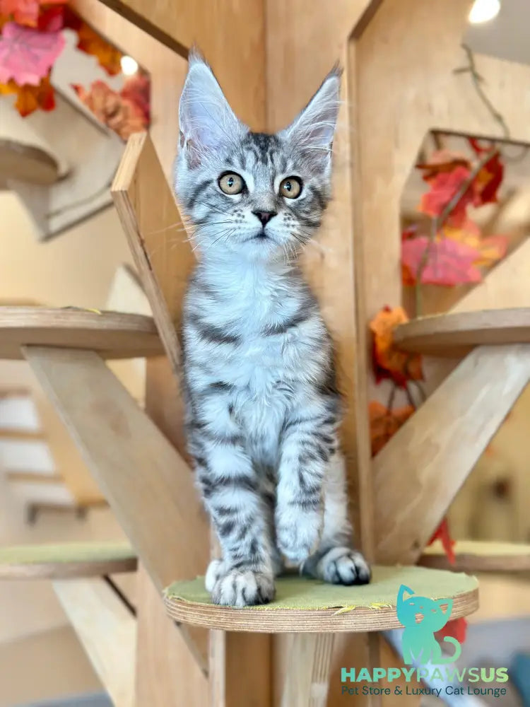 Phoebe Maine Coon female black silver tabby - live animals