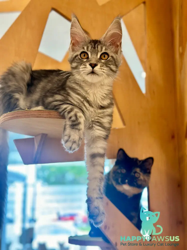 Phoebe Maine Coon female black silver tabby - live animals