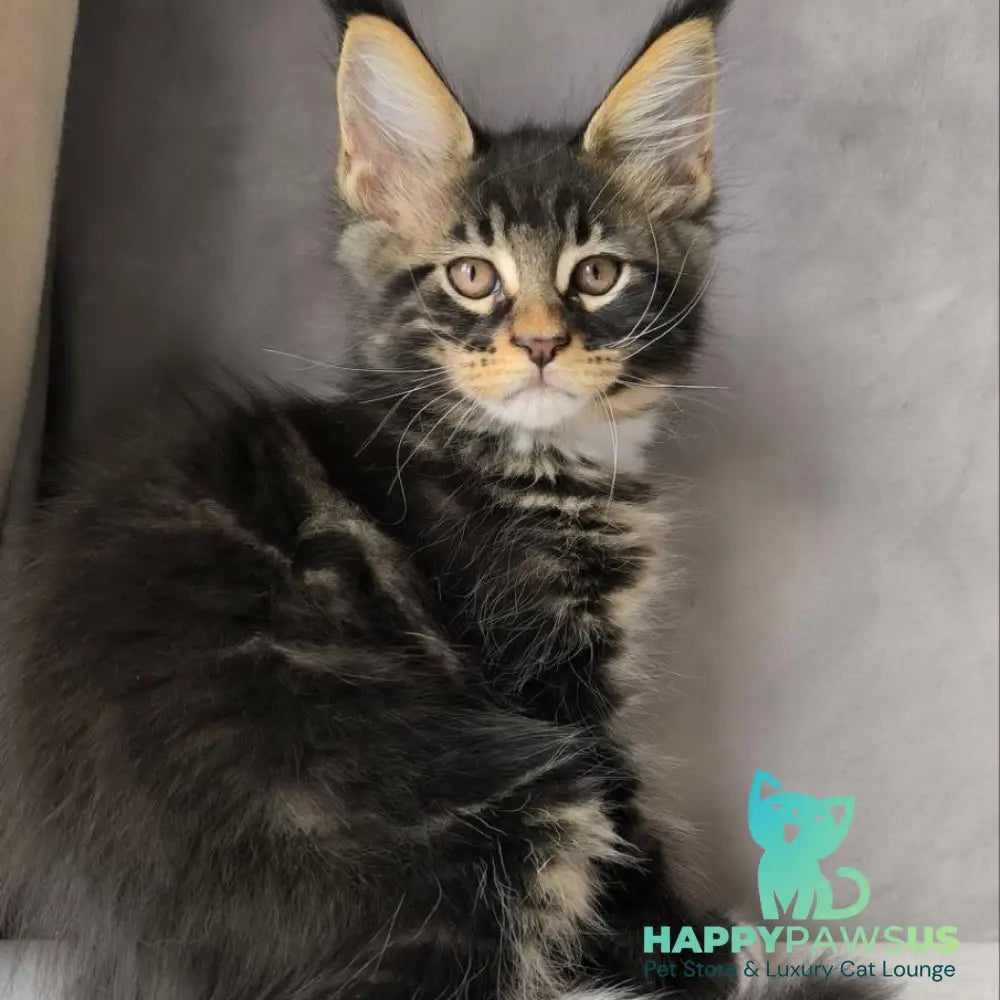 Phoenix Maine Coon male black bicolour tabby - live animals