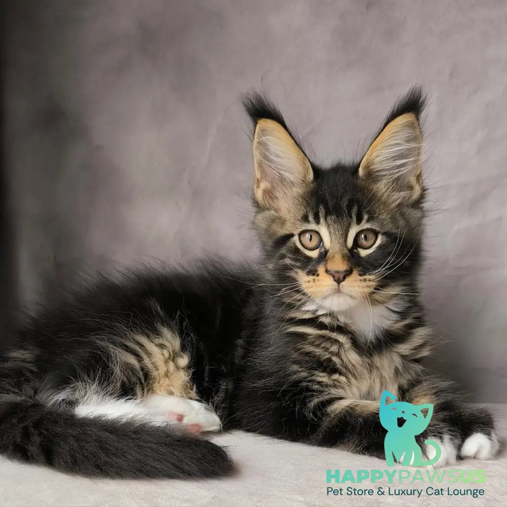 Phoenix Maine Coon male black bicolour tabby - live animals