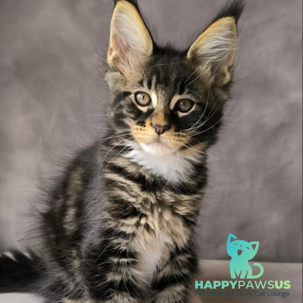 Phoenix Maine Coon male black bicolour tabby - live animals