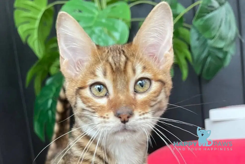 Phoenix Toyger male brown tabby live animals