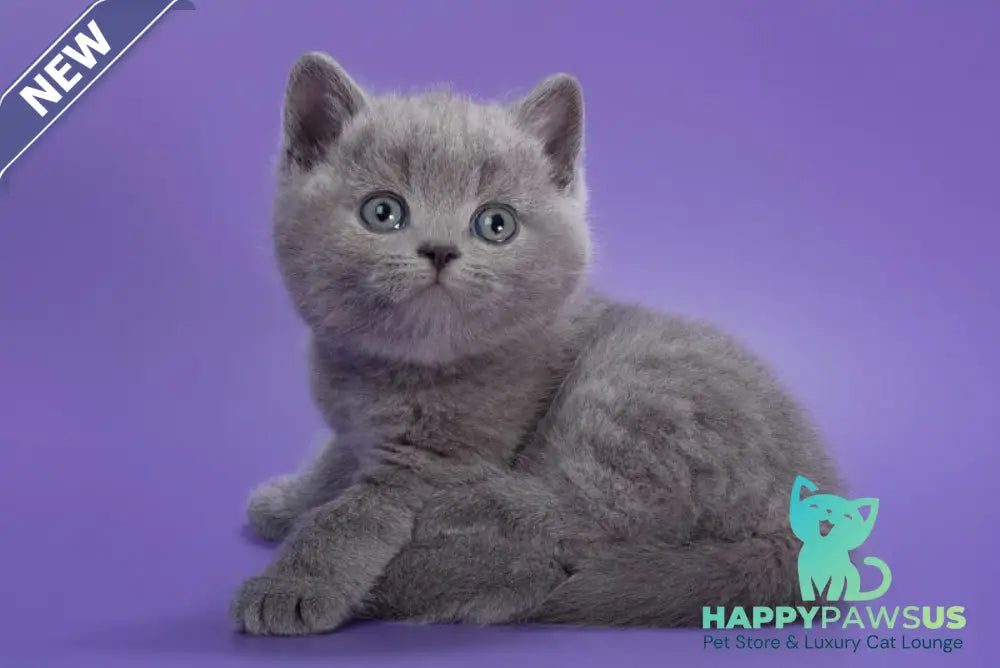 Picasso British Shorthair male blue - live animals