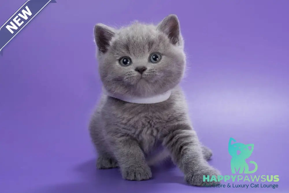 Picasso British Shorthair male blue - live animals