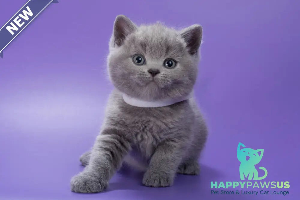 Picasso British Shorthair male blue - live animals