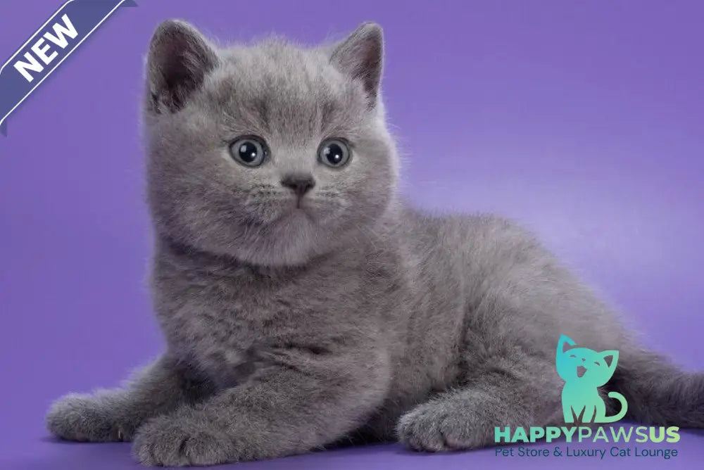 Picasso British Shorthair male blue - live animals