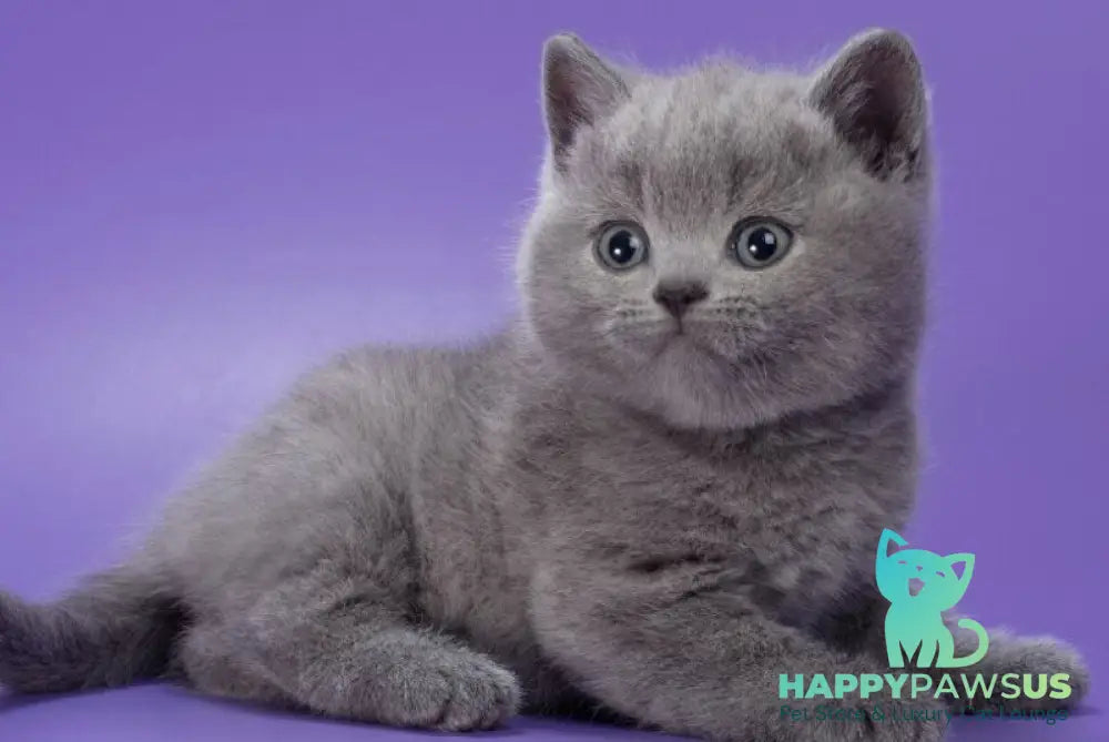 Picasso British Shorthair male blue - live animals