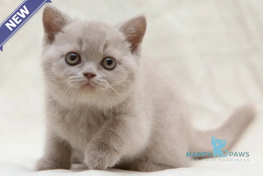 Picasso British Shorthair male fawn live animals