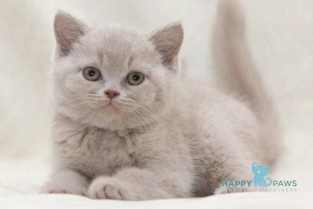 Picasso British Shorthair male fawn live animals