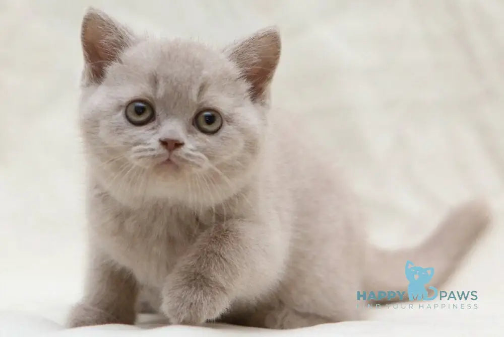 Picasso British Shorthair male fawn live animals