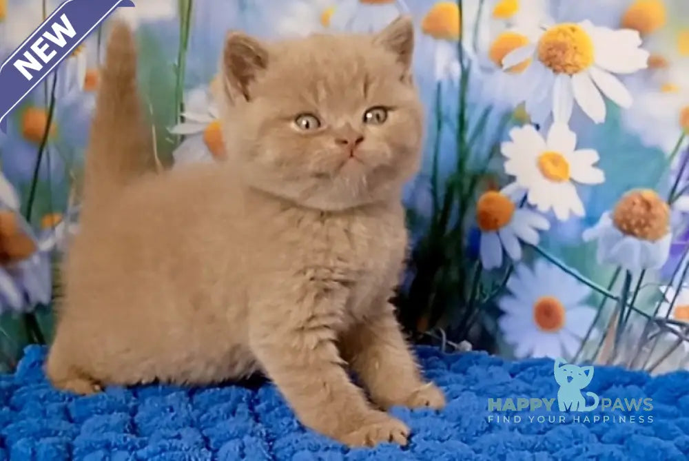 Picasso British Shorthair male fawn live animals