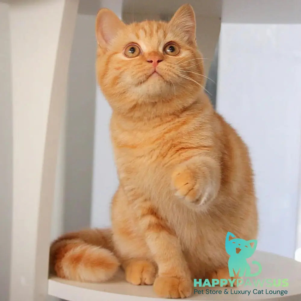 Picasso British Shorthair male red - live animals