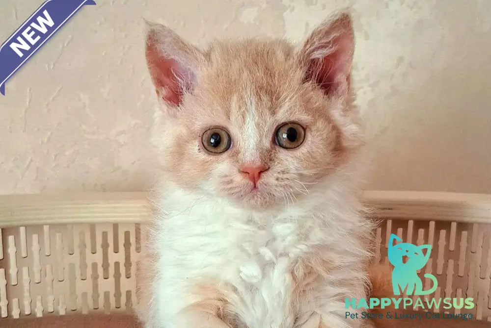 Picasso Selkirk Rex male cream bicolour - live animals