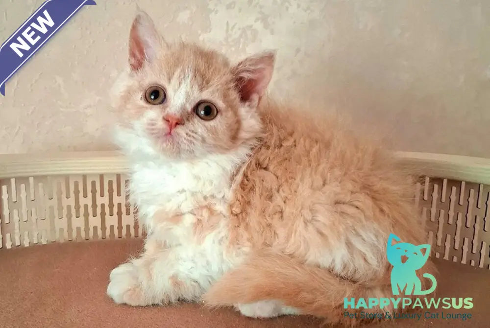 Picasso Selkirk Rex male cream bicolour - live animals