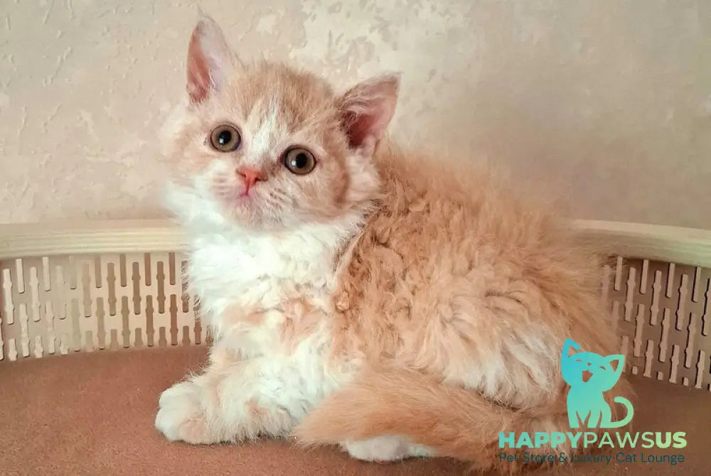 Picasso Selkirk Rex male cream bicolour - live animals