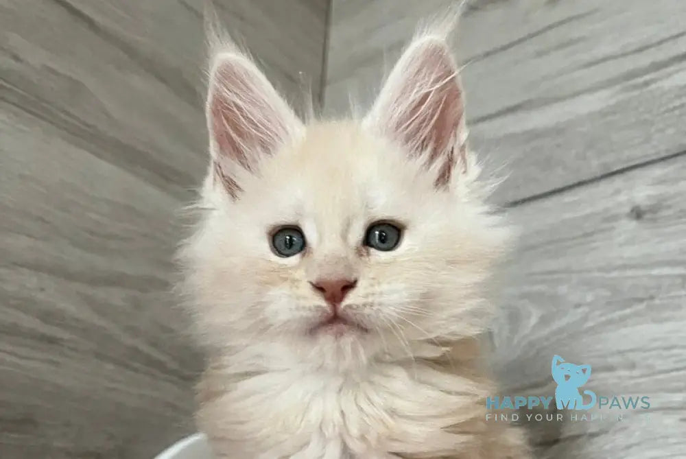 Pier Maine Coon male red silver live animals