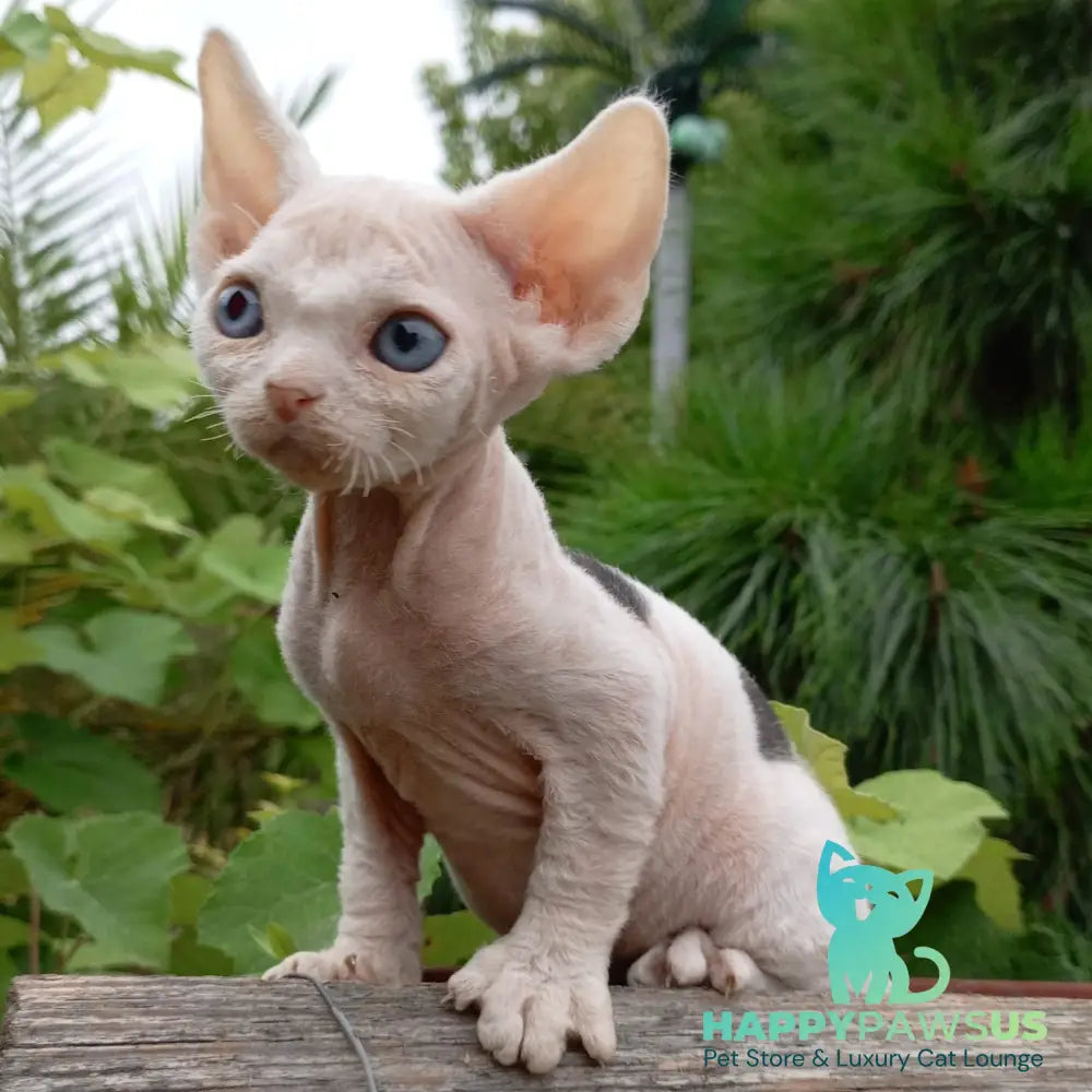 Piero Devon Rex male black harlequin - live animals
