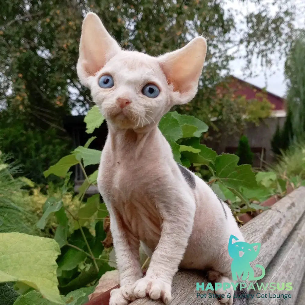 Piero Devon Rex male black harlequin - live animals