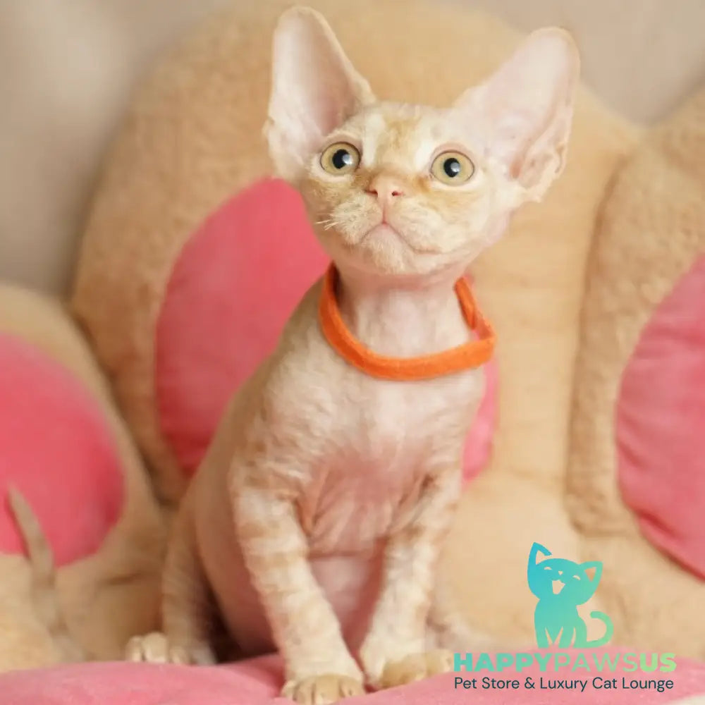 Pikachu Devon Rex male red - live animals