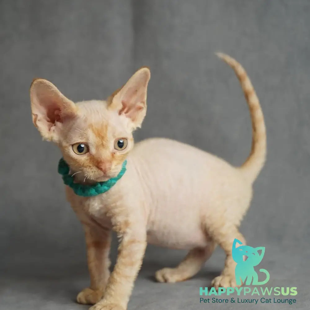 Pikachu Devon Rex male red - live animals