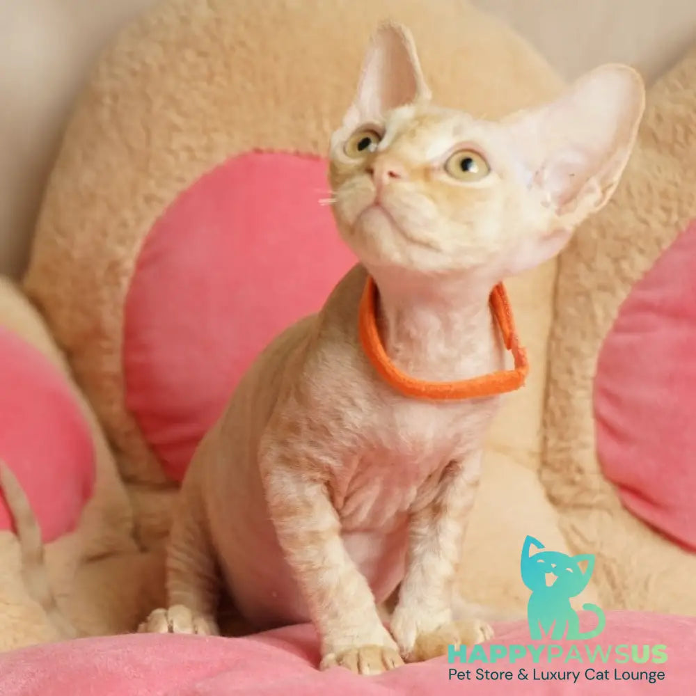 Pikachu Devon Rex male red - live animals
