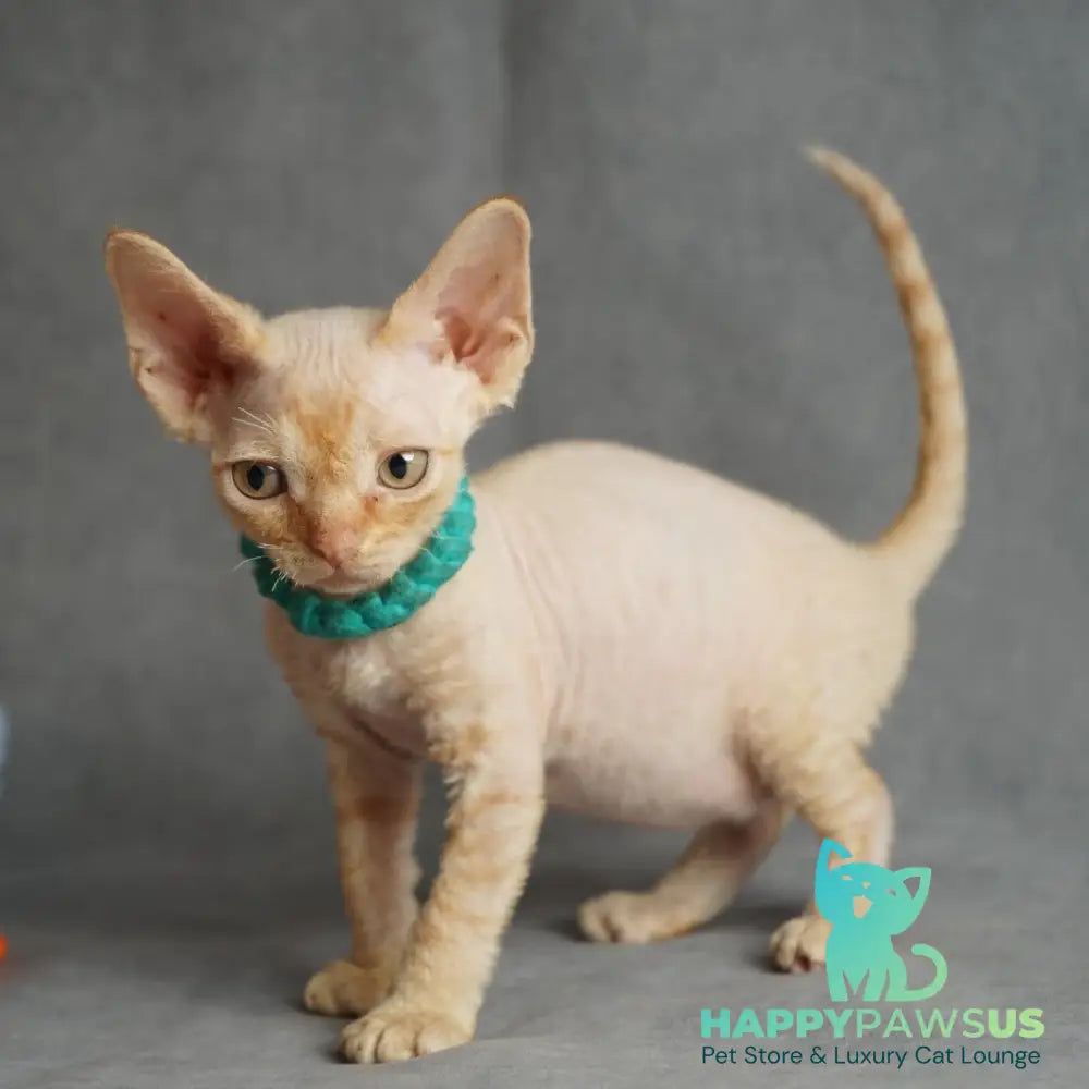 Pikachu Devon Rex male red - live animals