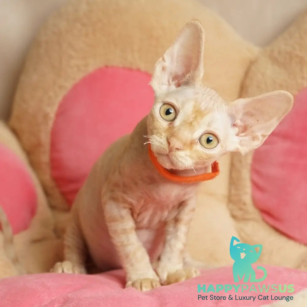 Pikachu Devon Rex male red - live animals