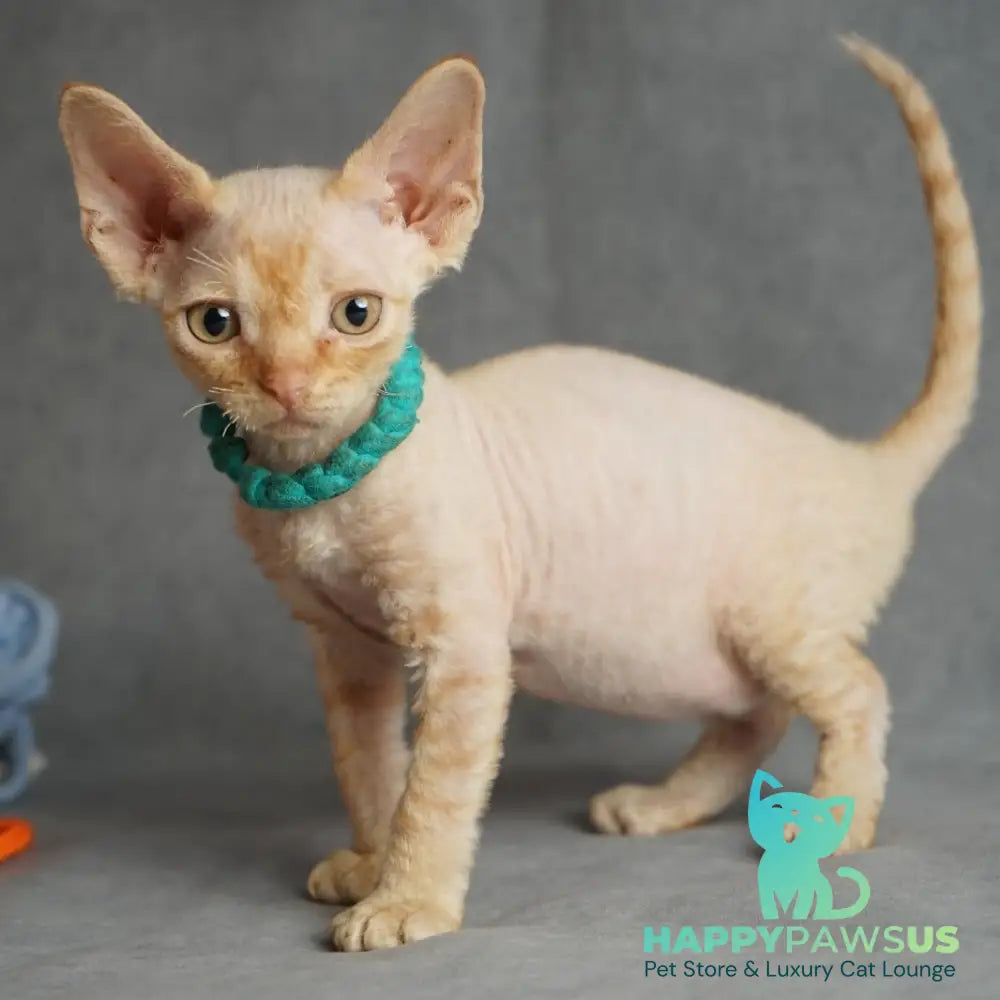 Pikachu Devon Rex male red - live animals
