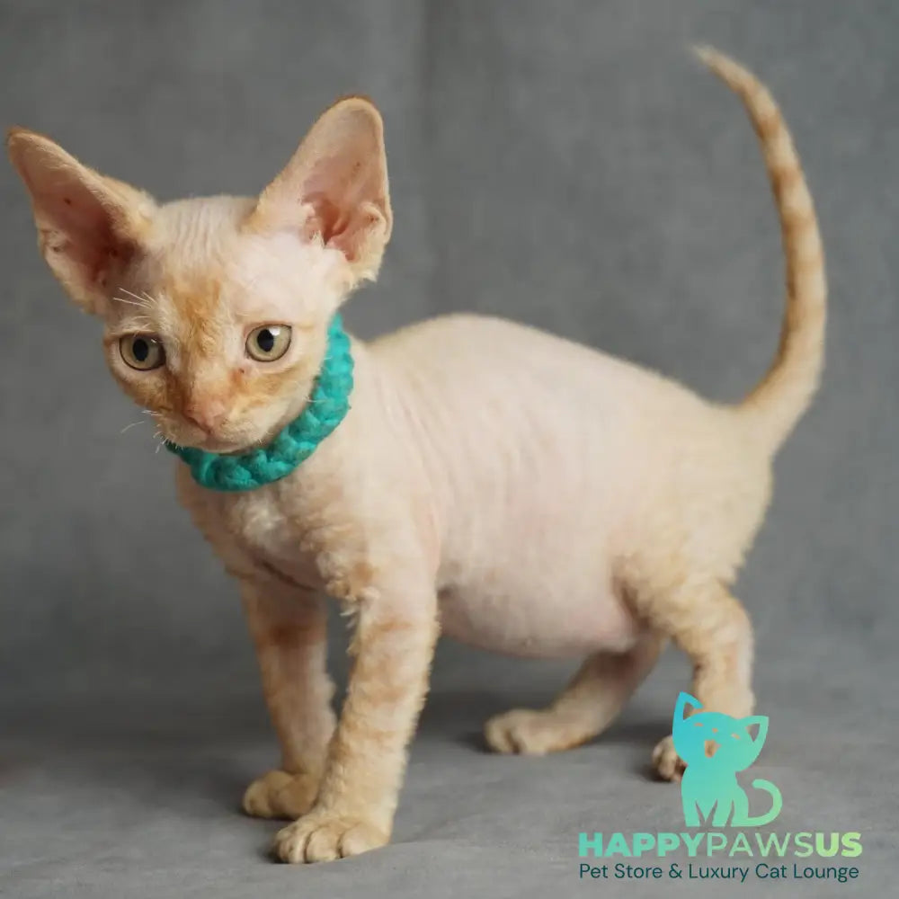 Pikachu Devon Rex male red - live animals