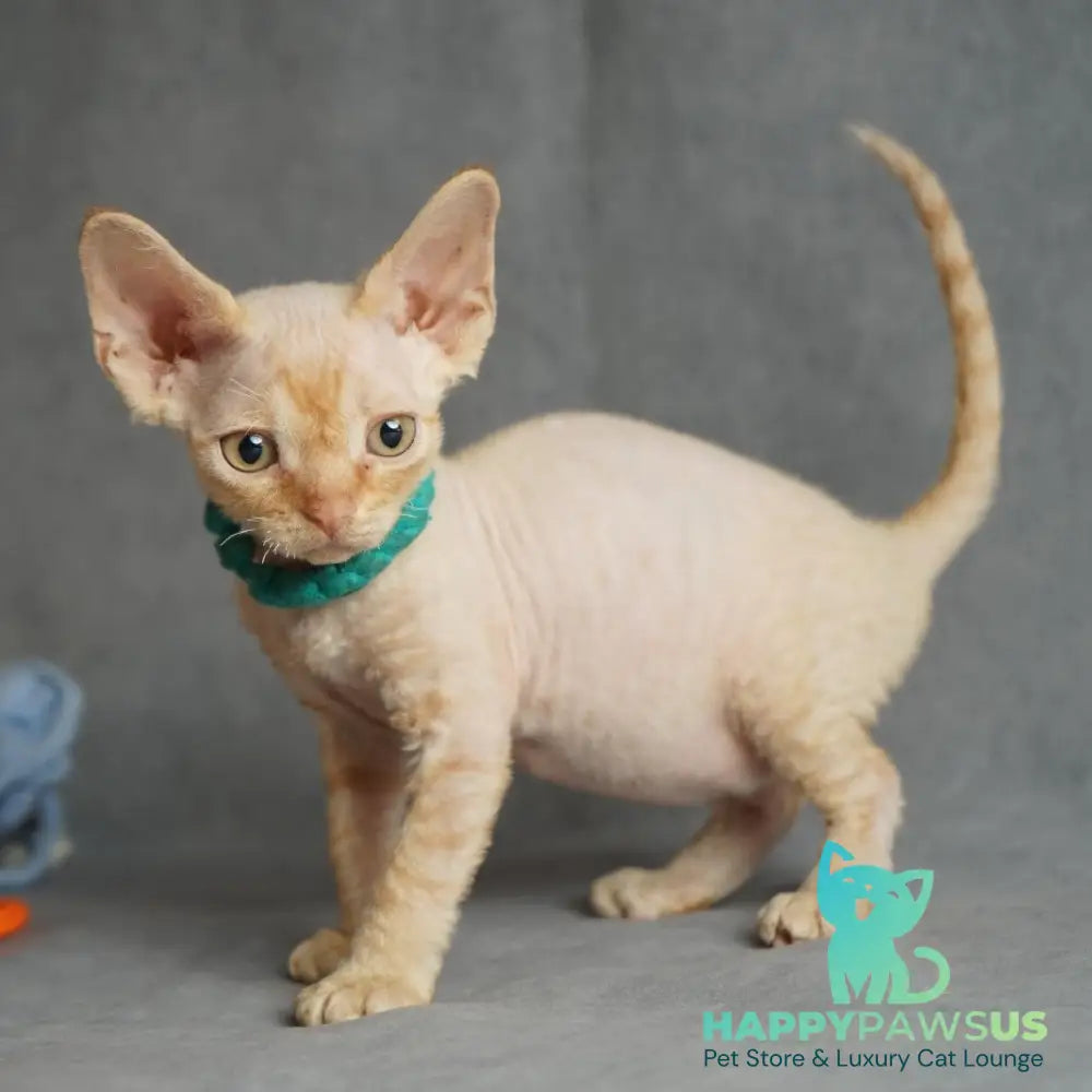 Pikachu Devon Rex male red - live animals
