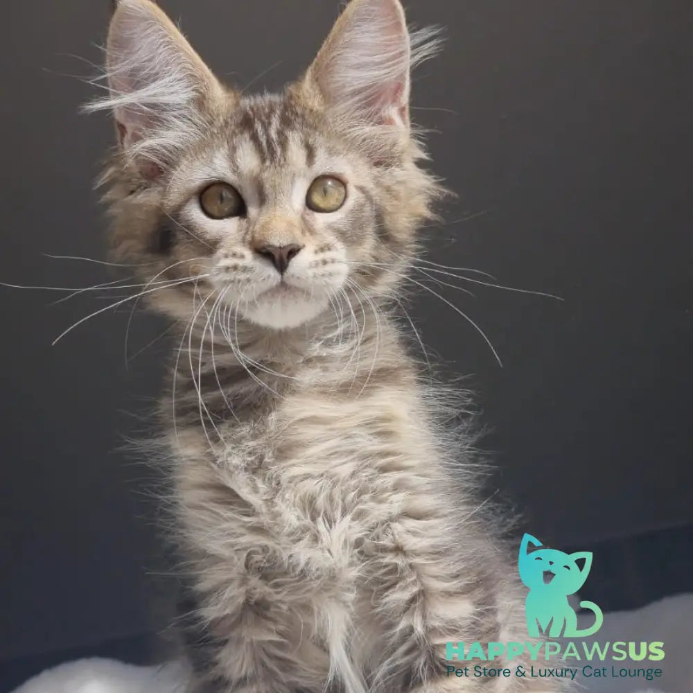 Pilar Maine Coon female black ticked tabby - live animals