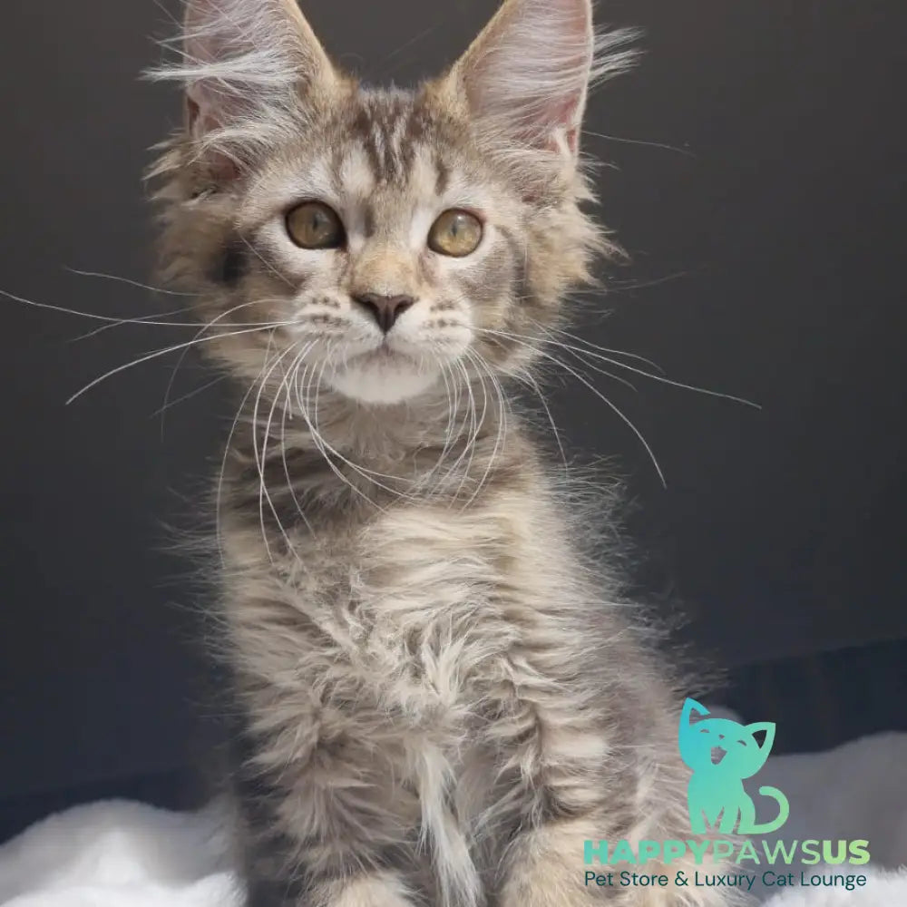 Pilar Maine Coon female black ticked tabby - live animals