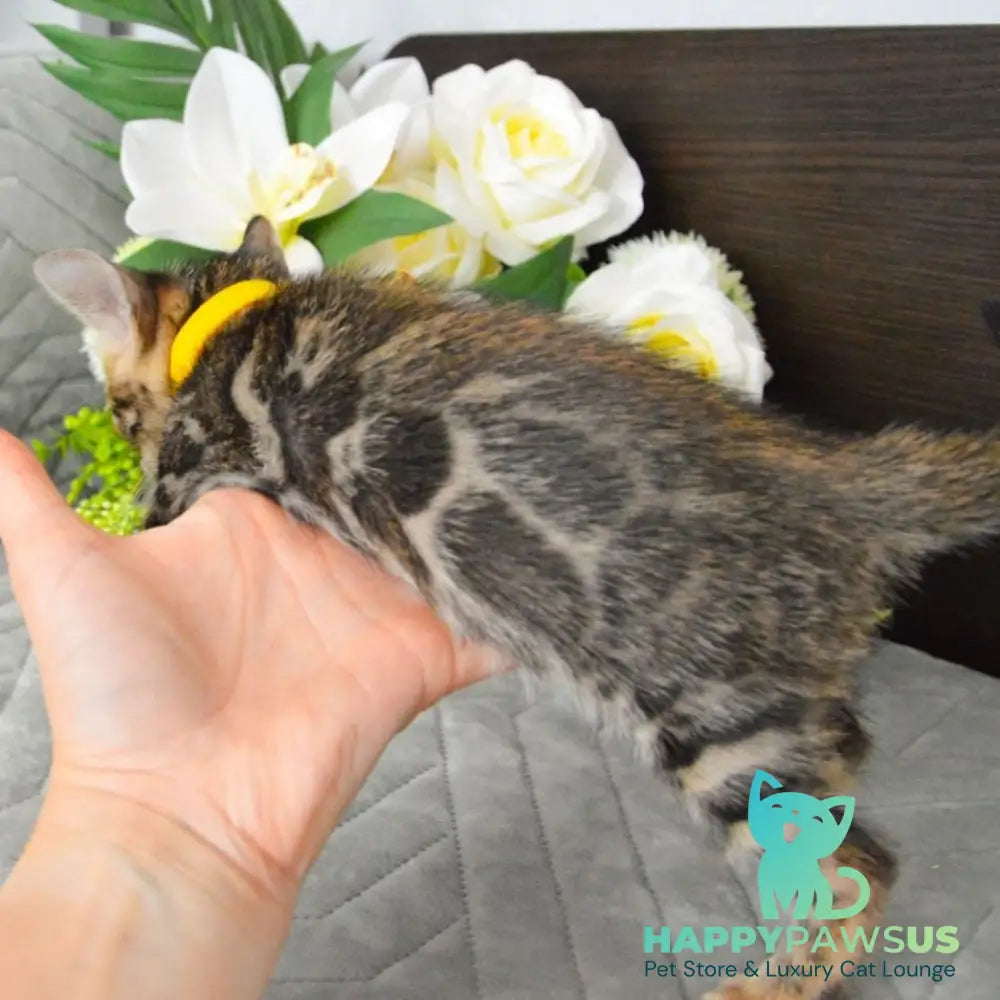 Pinkie Bengal female black spotted tabby - live animals
