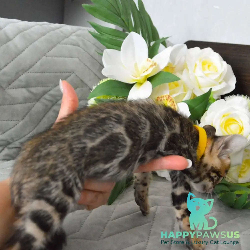 Pinkie Bengal female black spotted tabby - live animals