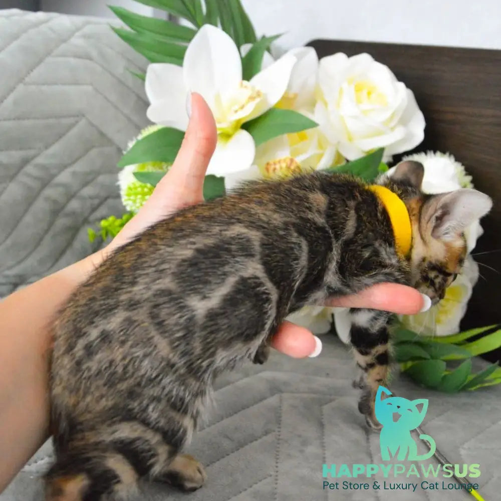 Pinkie Bengal female black spotted tabby - live animals